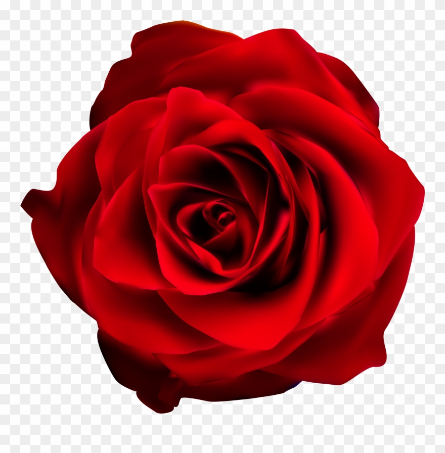 Rose Clipart Of Roses - Floribunda - Png Download