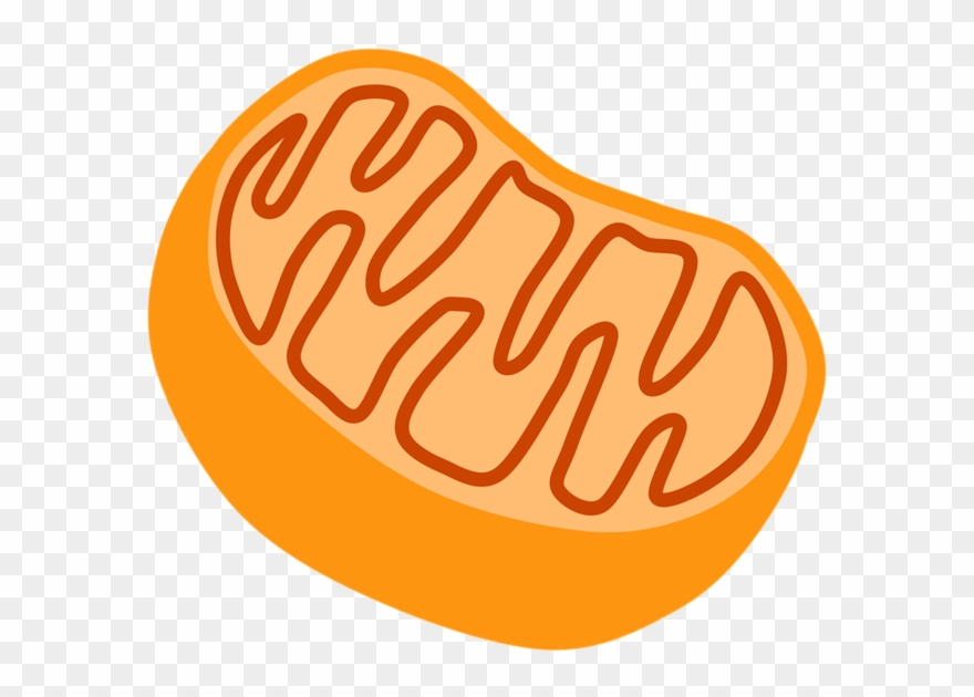 Location - Mitochondria No Label Clipart