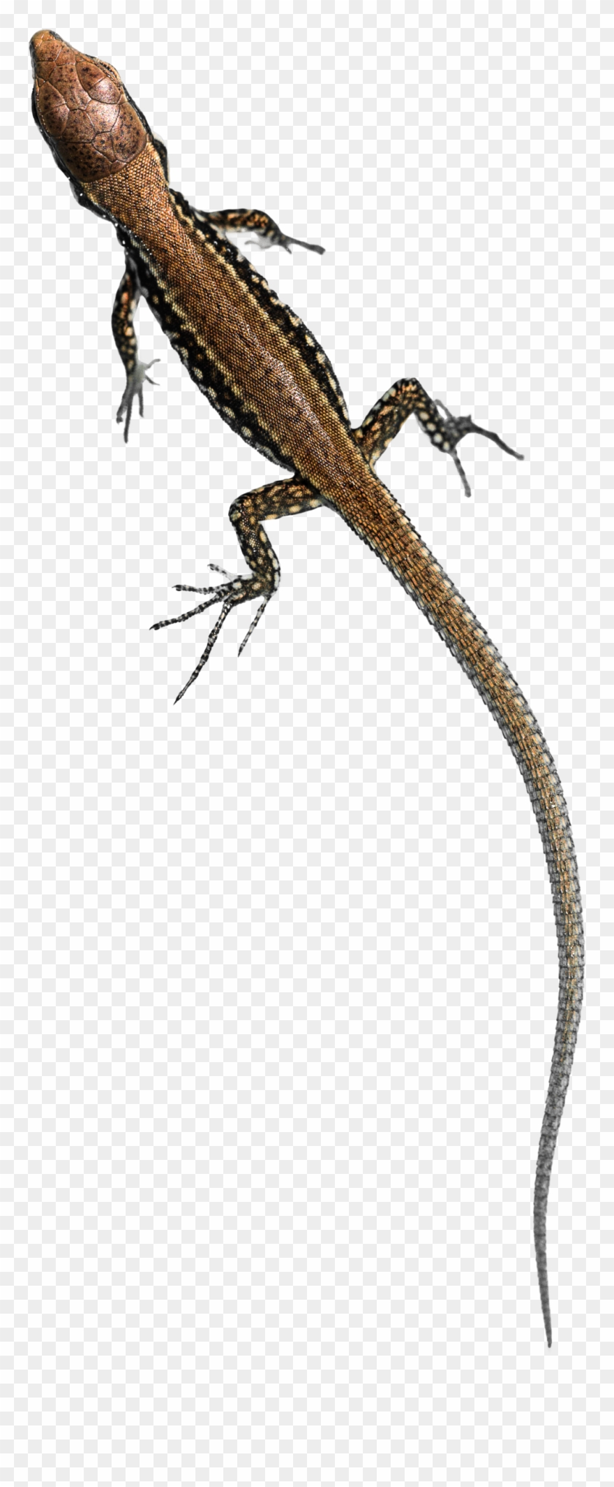House Lizard Png Pluspng - Lizard Png Clipart