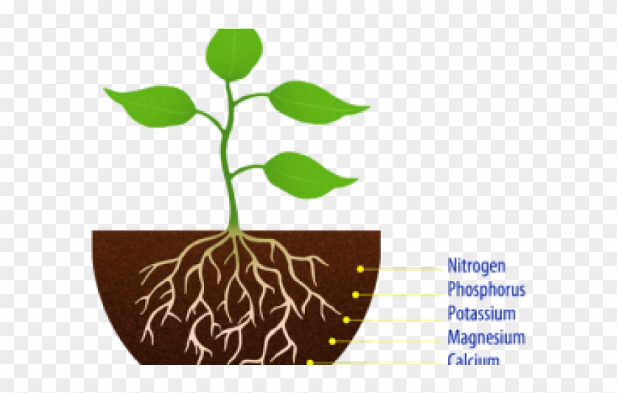 Roots Clipart Transparent Background - Plant With Root Clipart - Png Download