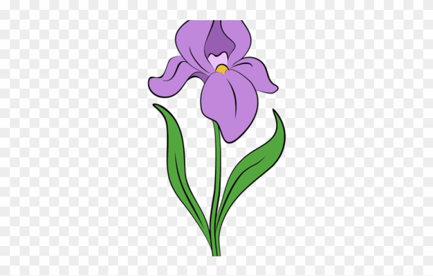 Drawn Iris Irish Flower - Iris Flower Drawing Png Clipart