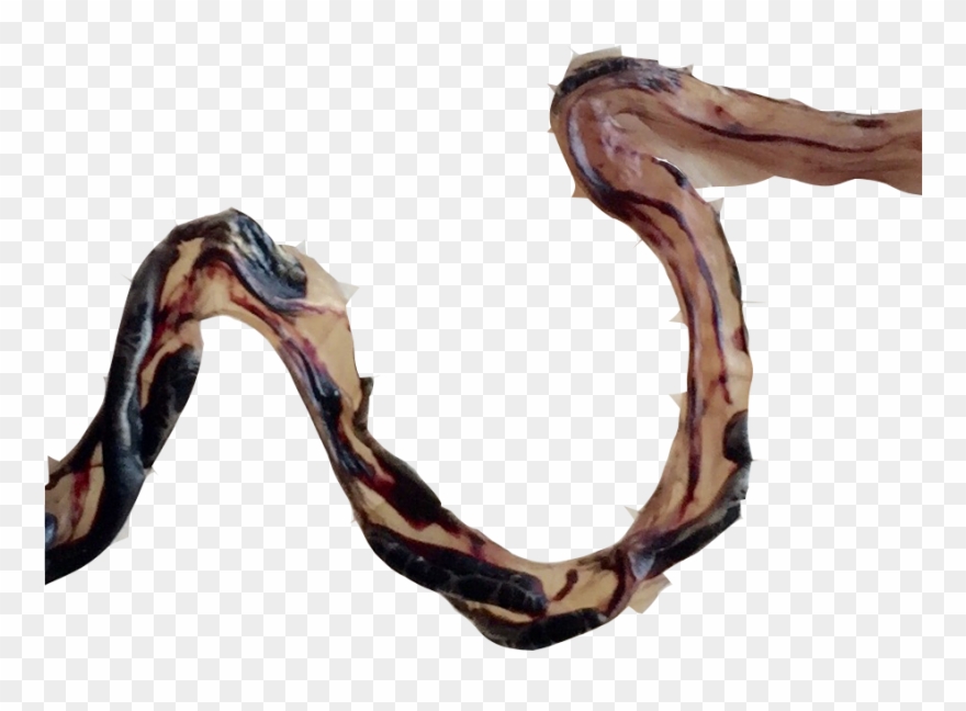 Eel Clipart