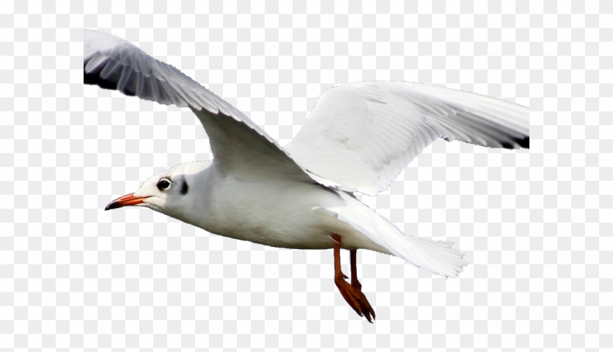 Tern Clipart Transparent - Seagull Png