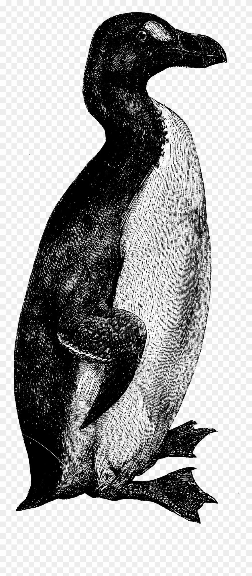 Free Vintage Clip Art - Adã©lie Penguin - Png Download