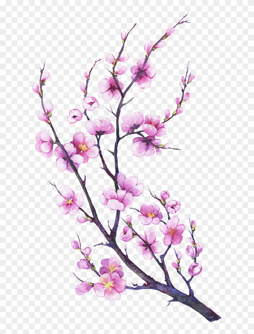 Made From Eggs, Oil, Water, Flour And Salt - Hand Drawn Apple Blossom Branches Clipart
