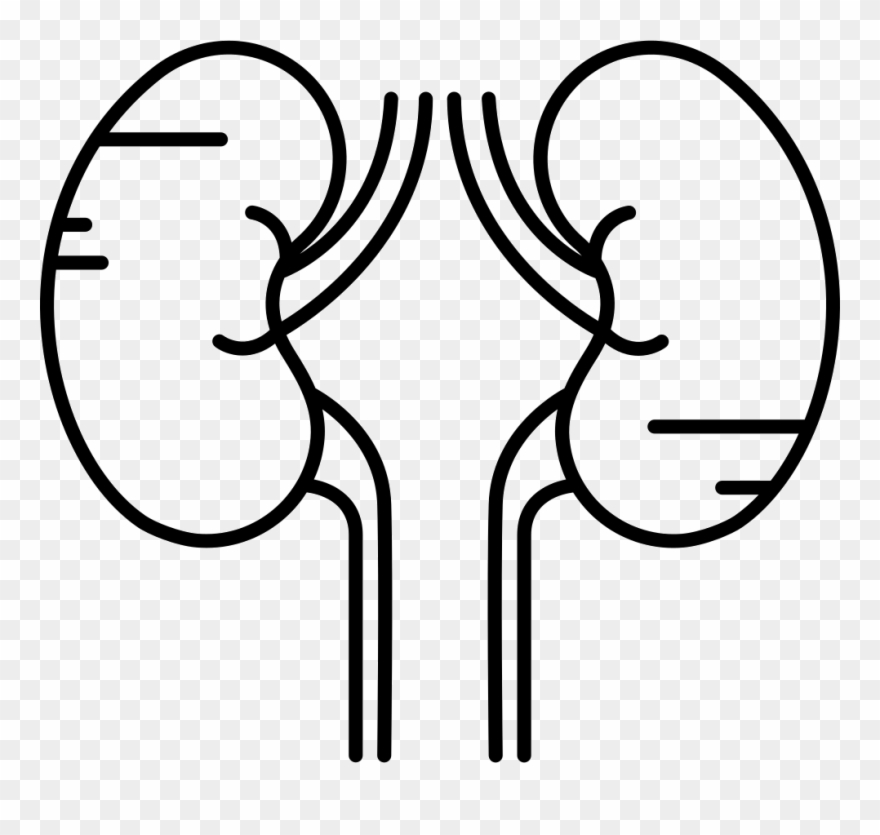 Download Png File Outline Pic Of Kidneys Clipart (3735362) PinClipart