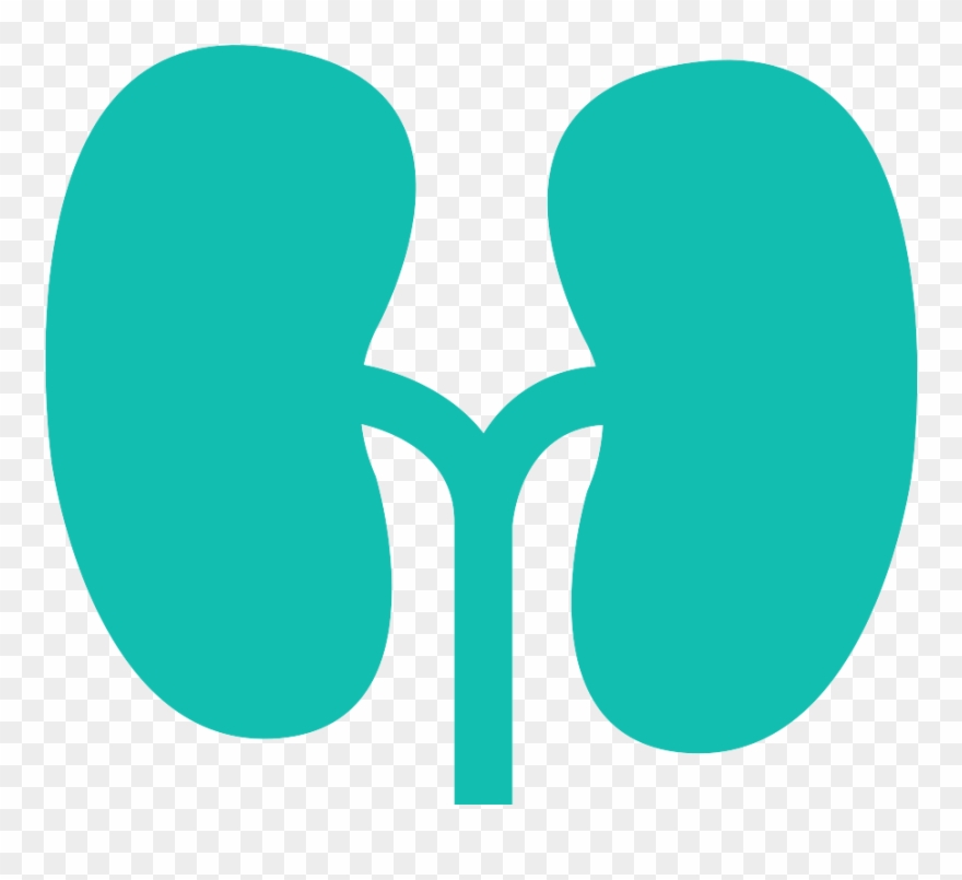 Kidney Clipart Healthy Kidney - Circle - Png Download