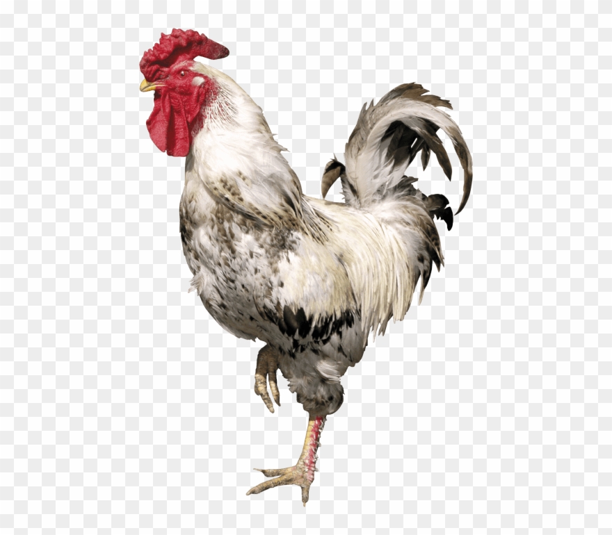 Free Png Download Cock Png Images Background Png Images - Bird Cock Clipart