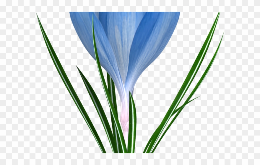 Easter Flower Clipart Crocus - Snow Crocus - Png Download