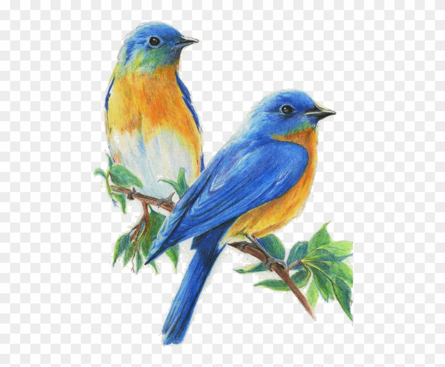 Sivo Premium Colored Pencils, 36 Count - Color Pencil Sketches Of Birds Clipart