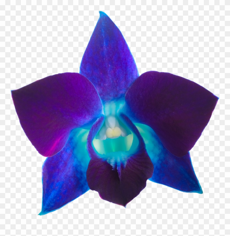 1557 X 1220 1 - Blue Clipart