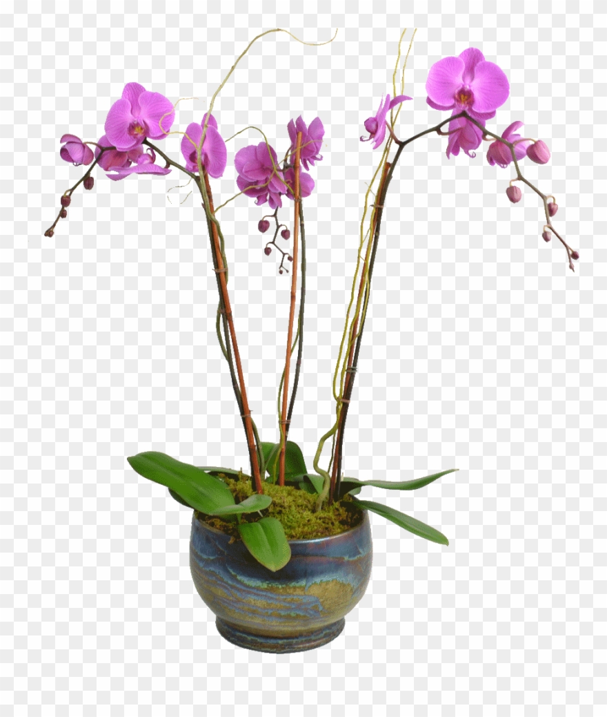 1024 X 1024 3 - Moth Orchid Clipart