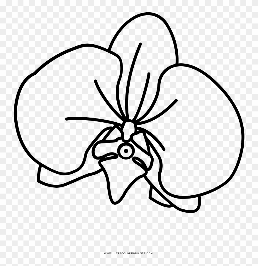 1000 X 1000 1 - Орхидея Раскраска Clipart