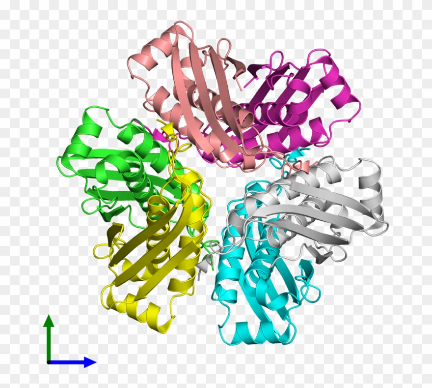 Pdb 2ohd Coloured By Chain And Viewed From The Front - Illustration Clipart