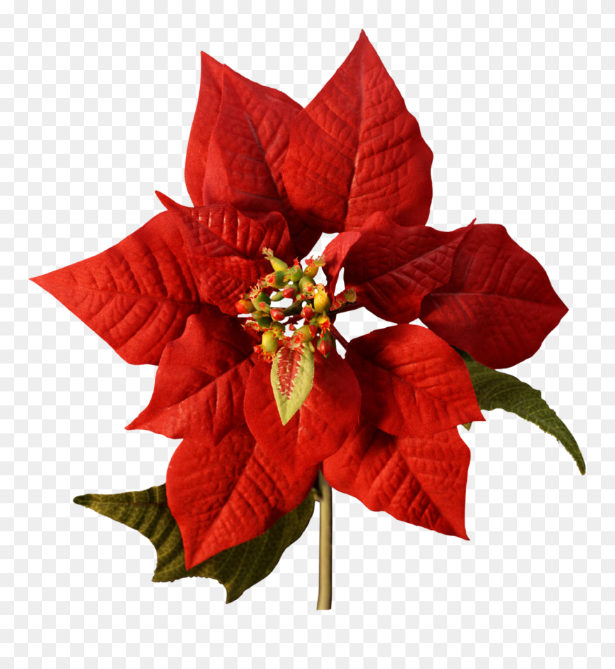 Happy Christmas Png Ⓒ - Poinsettia Flower Png Clipart