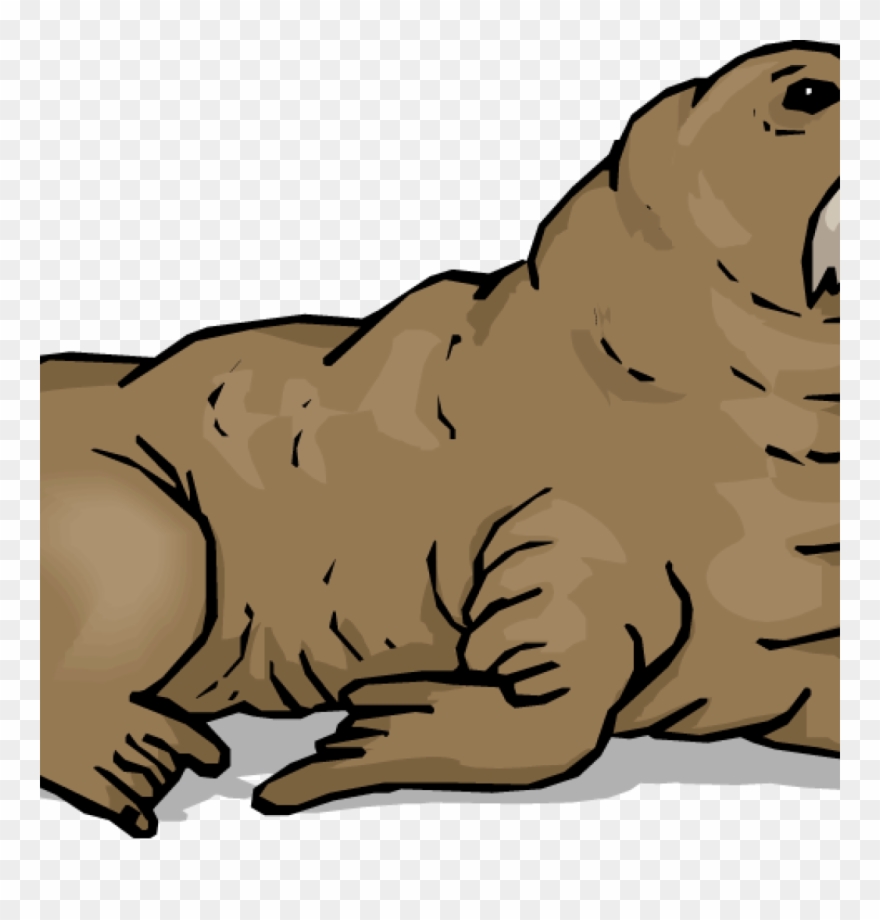 Walrus Clipart Panda Free Images Music - Png Морж Transparent Png