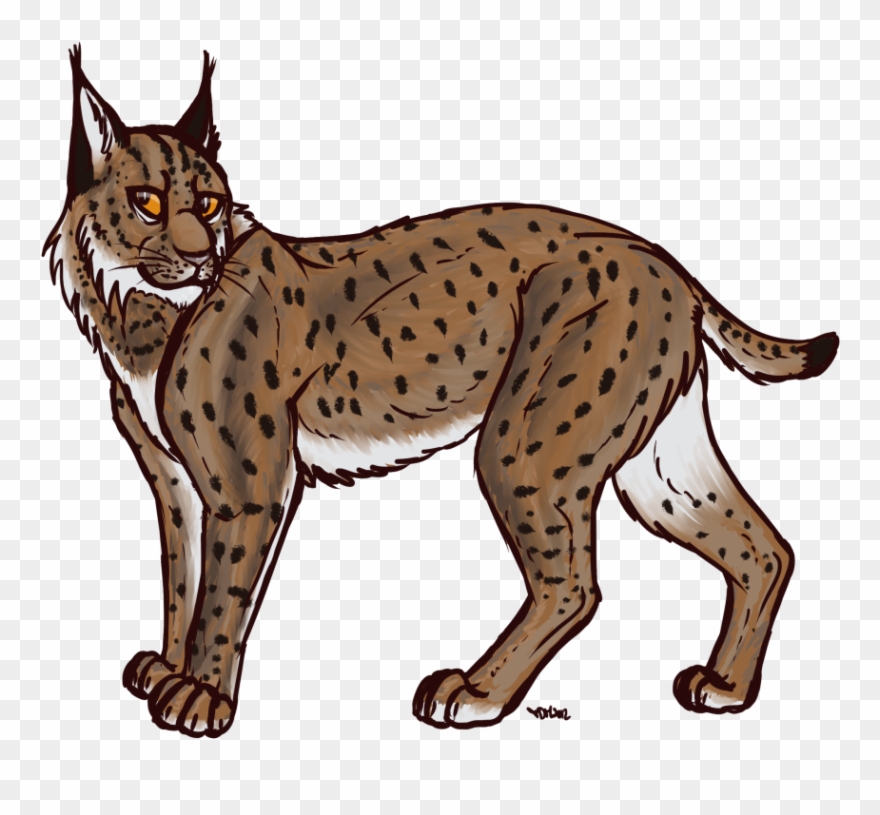 Clipart Lynx - Png Download