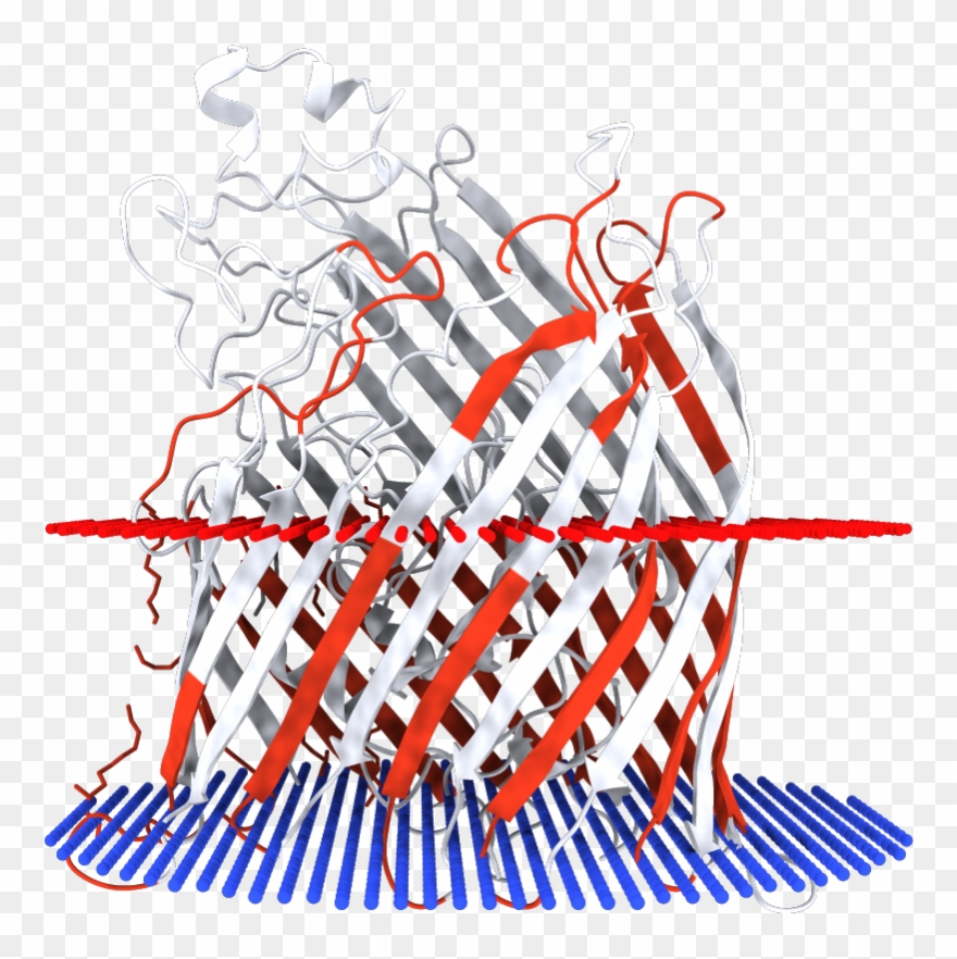 Transmembrane Regions Opm - Illustration Clipart