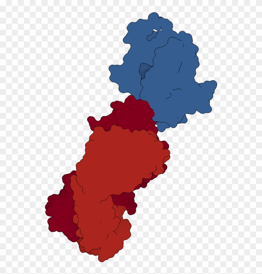 Biological Assembly - Illustration Clipart