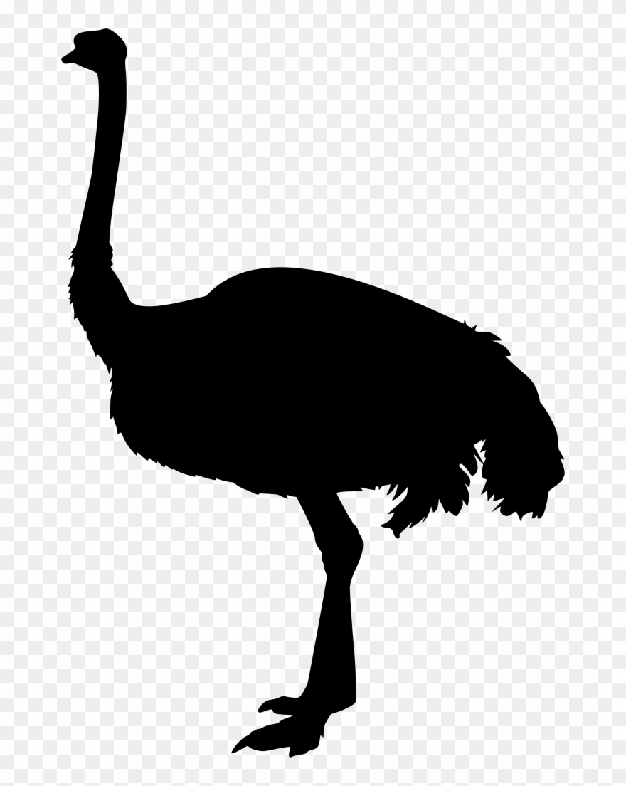 Download Png - Turkey Clipart