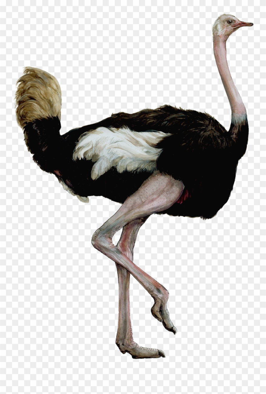 Ostrichsmaller - Ostrich Clipart