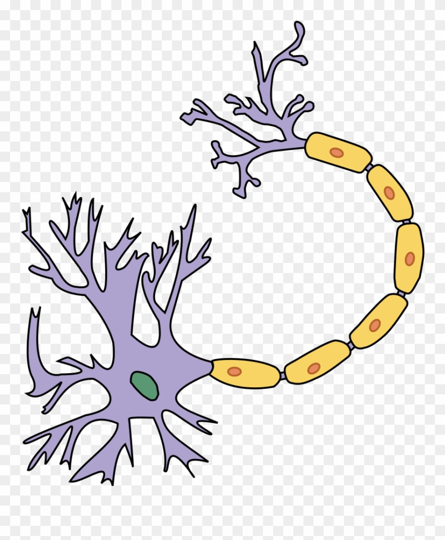 File - Portal Physiology - Svg - Labelled Nerve Cell Diagram Clipart
