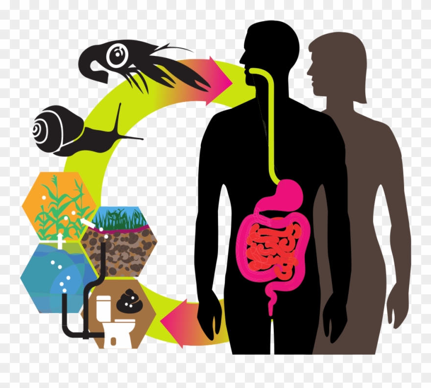 Paragonimus Spp - - Salmonella Fecal Oral Route Clipart