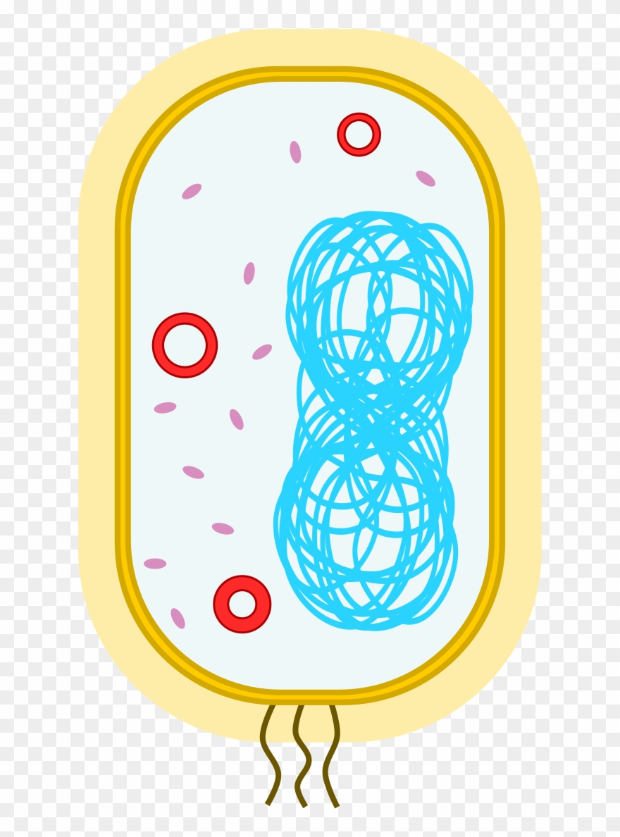 An Example Of A Bacterial Cell - Simplest Organelle Clipart