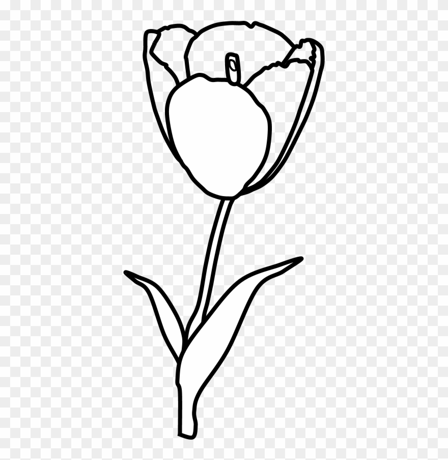 Tulip, Petals, Stamen, Black And White, Png - Sketch Clipart
