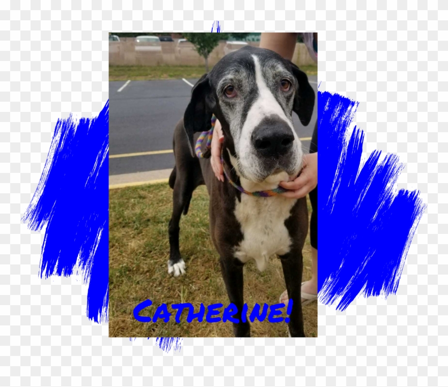 Photo Credit - M - Dog Catches Something Clipart