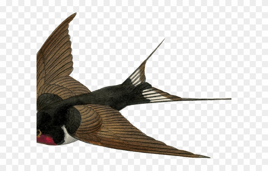 Swallow Clipart Victorian - Swallow No Background - Png Download