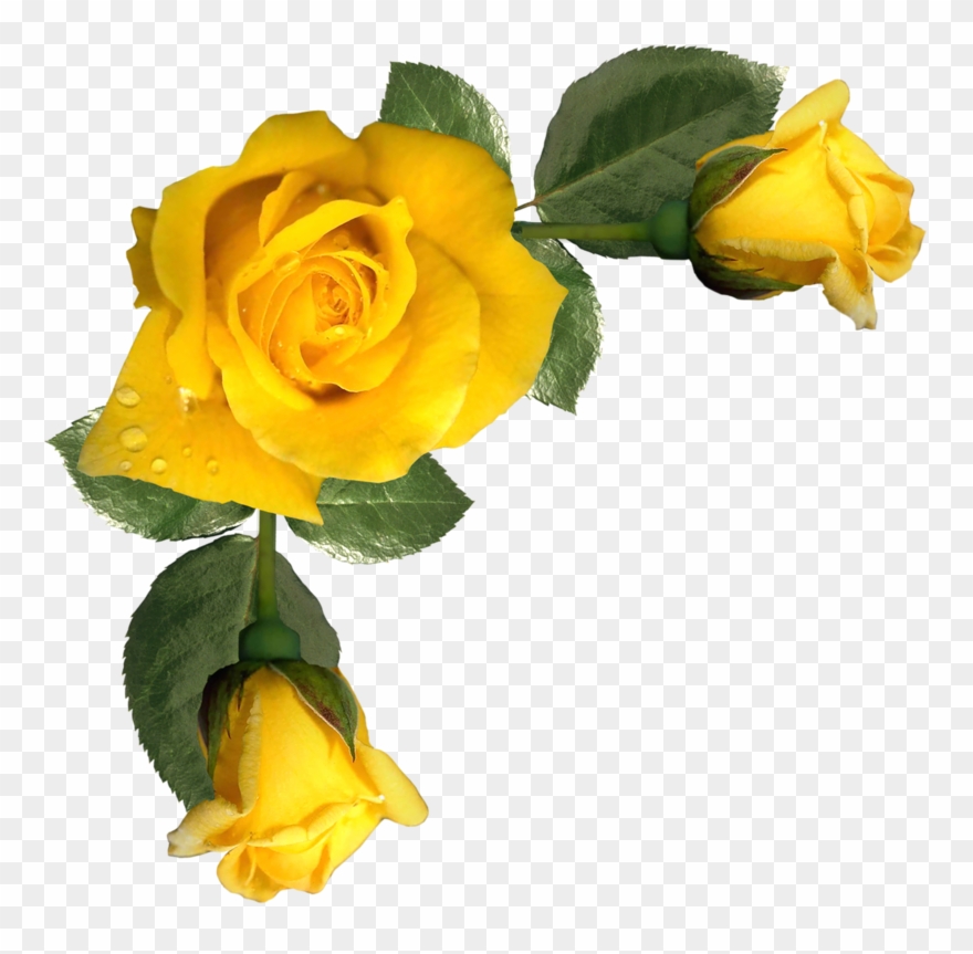 Фото, Автор K - Yellow Rose Png Frame Clipart