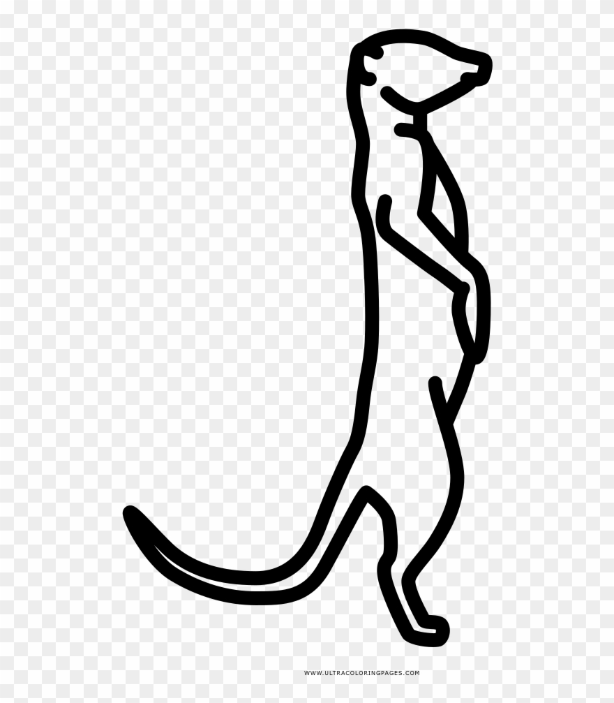 Meerkat Coloring Page - Figure Drawing Clipart