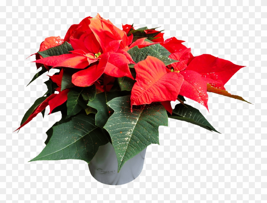Download - Poinsettia Png Clipart
