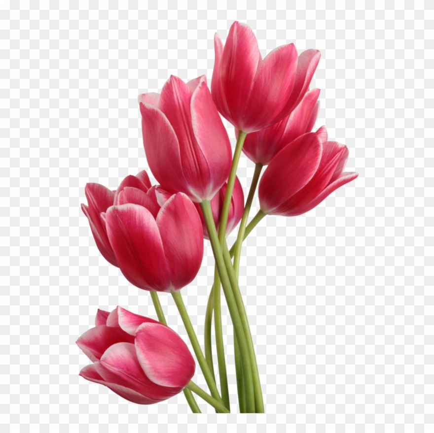 Tulip - Tulip Png Clipart