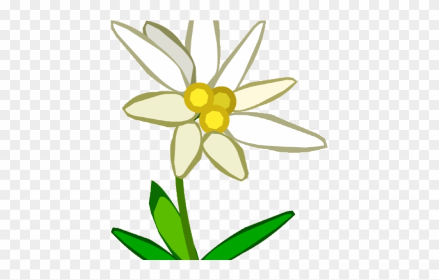 Edelweiss Border Cliparts - Bunga Edelweis Png Transparent Png