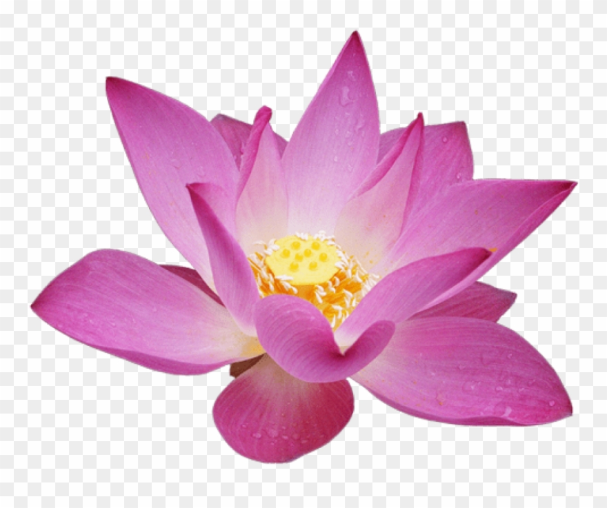 Free Png Download Lotus Flower Png Images Background - Lotus Flower Transparent Background Clipart