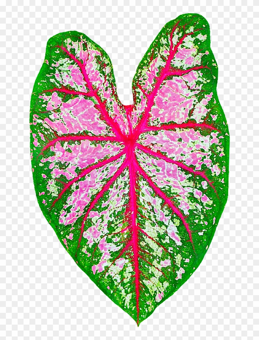 730 X 1095 1 - Pink And Green Elephant Ear Plant Clipart