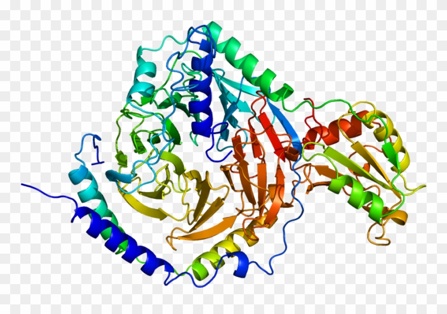 Protein Pdc Pdb 2trc - Graphic Design Clipart