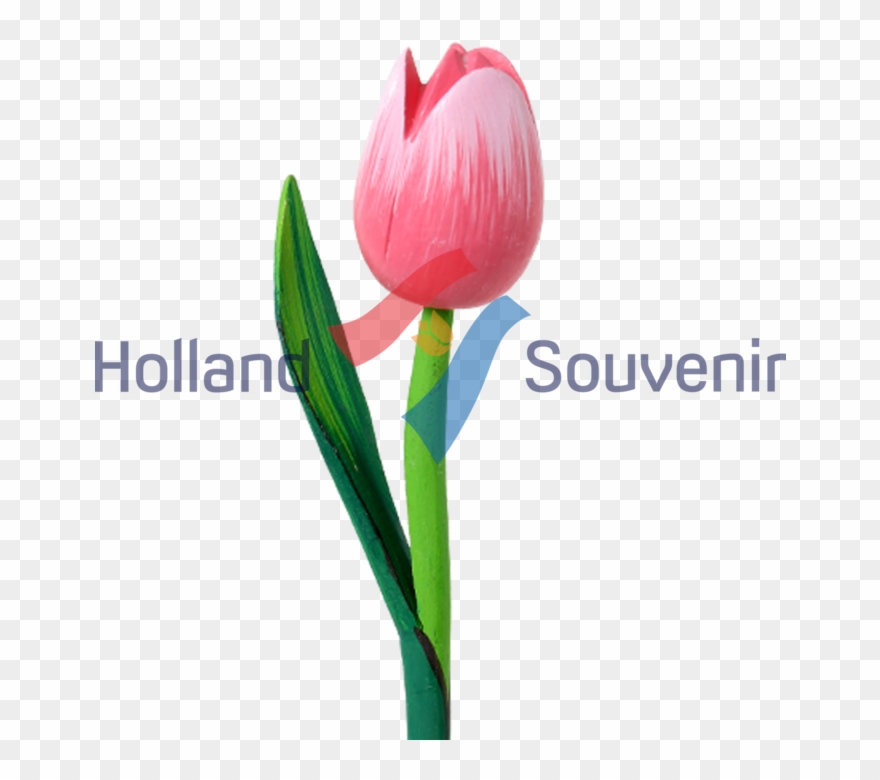 768 X 768 1 - Sprenger's Tulip Clipart