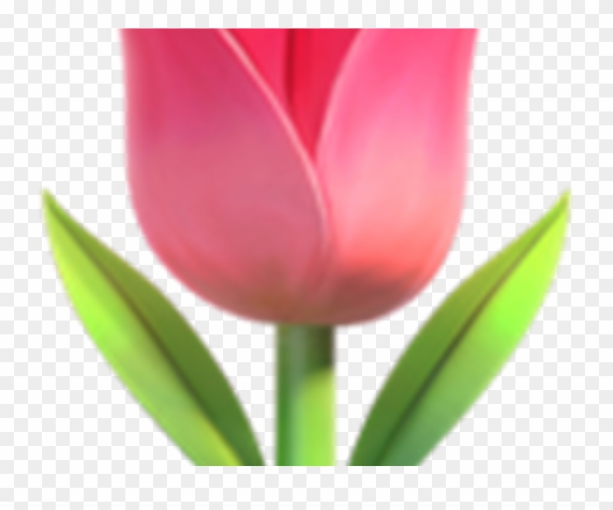 Transpa Flower Emoji Hot Trending Now - 🌷 Emoji Clipart