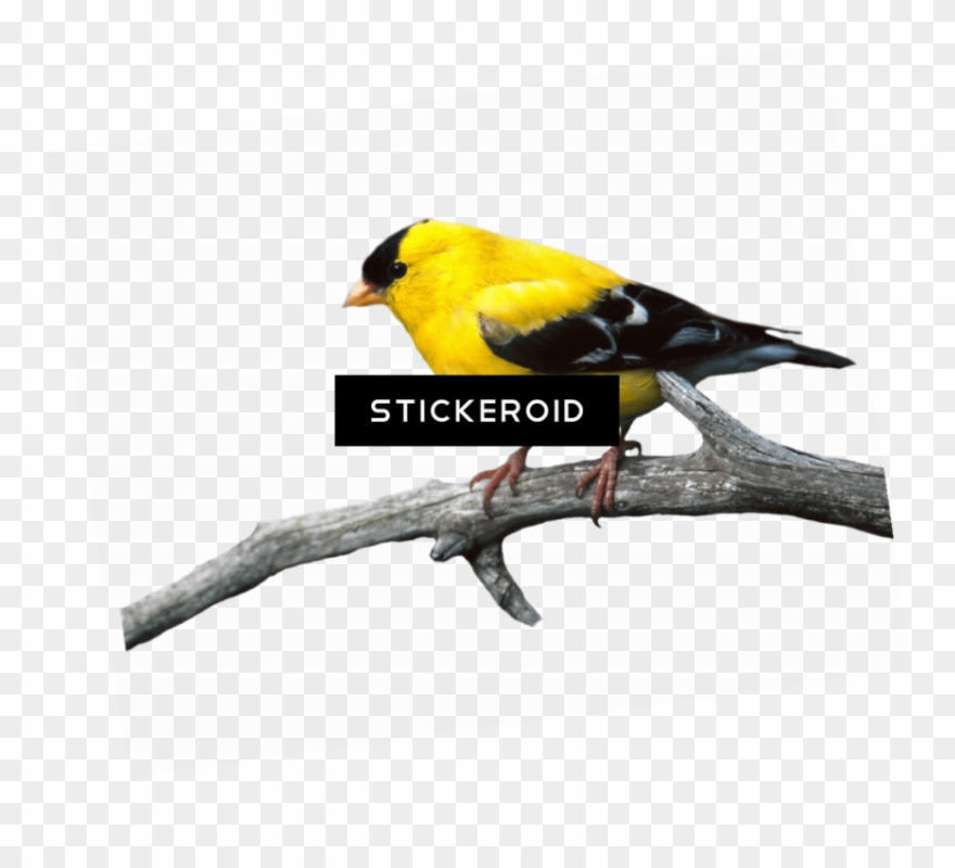 Free Png Download European Robin Birds Png Images Background - Papeis De Parede Para Celular Clipart