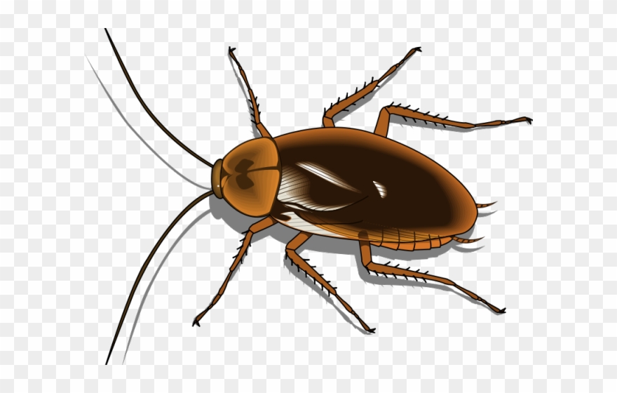 Cockroach Clipart Pest - Transparent Background Cockroach Clipart - Png Download