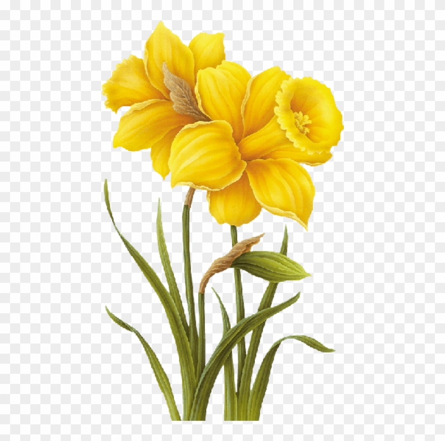 Free Png Download Yellow Flower Drawing Png Images - Yellow Flower Drawing Png Clipart