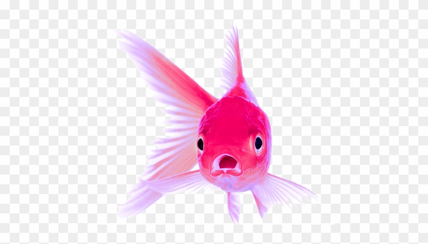 Fighter Fish Price In India Clipart