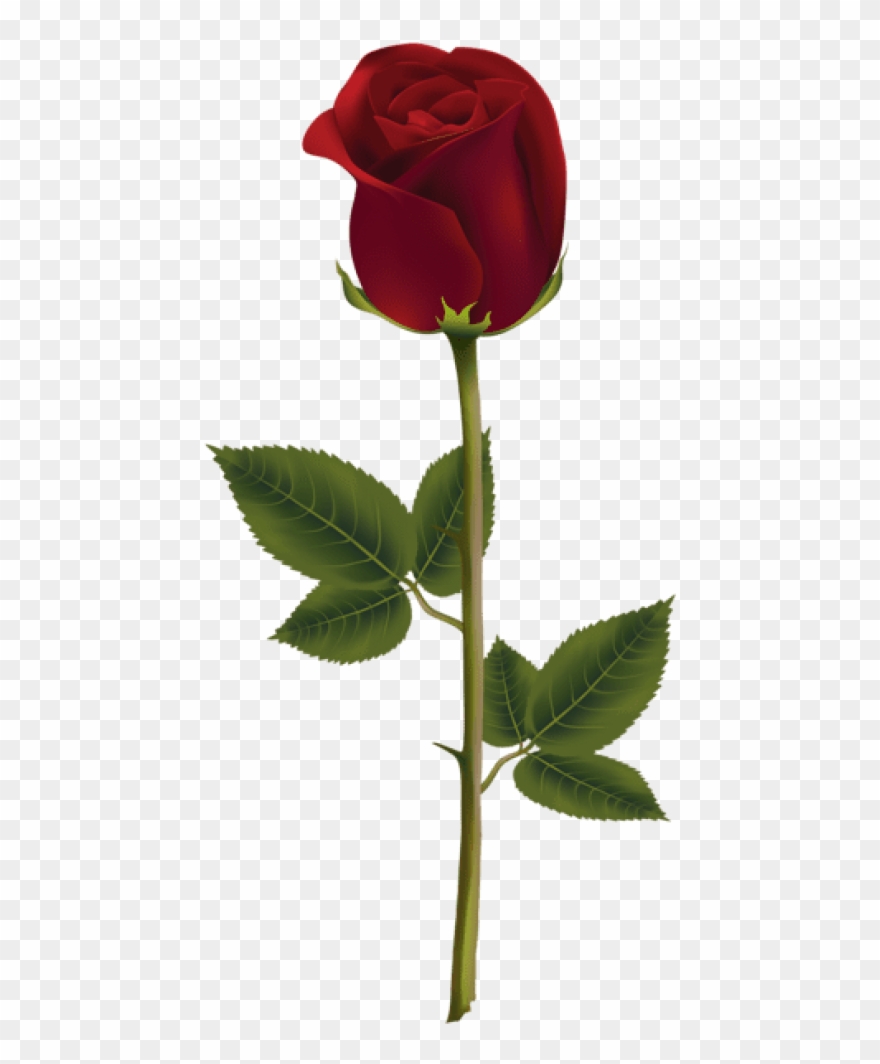 Free Png Red Rose Dark Png Images Transparent - Dark Red Rose Png Clipart