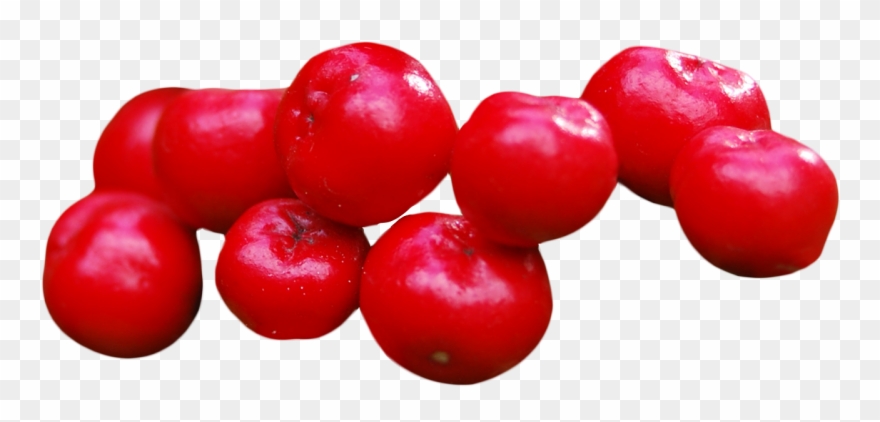 Cranberry - Seedless Fruit Clipart