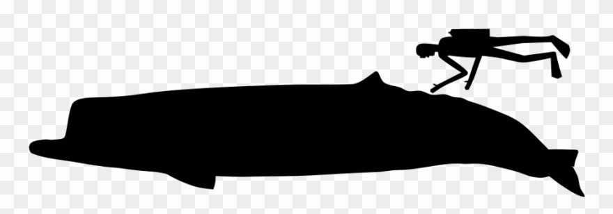 Zygophyseter Scale - Silhouette Clipart