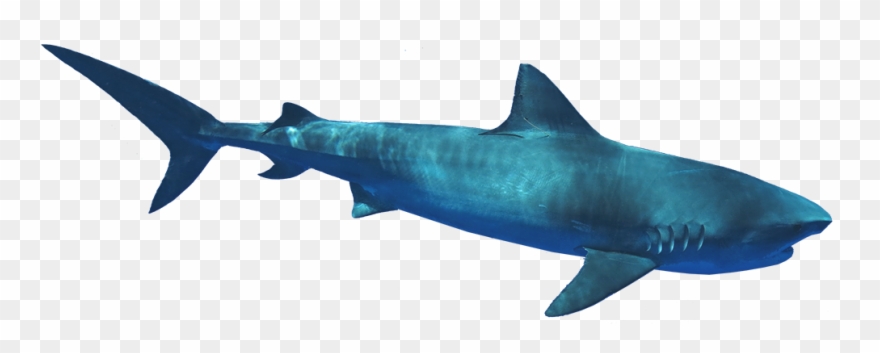 C - Bronze Hammerhead Shark Clipart