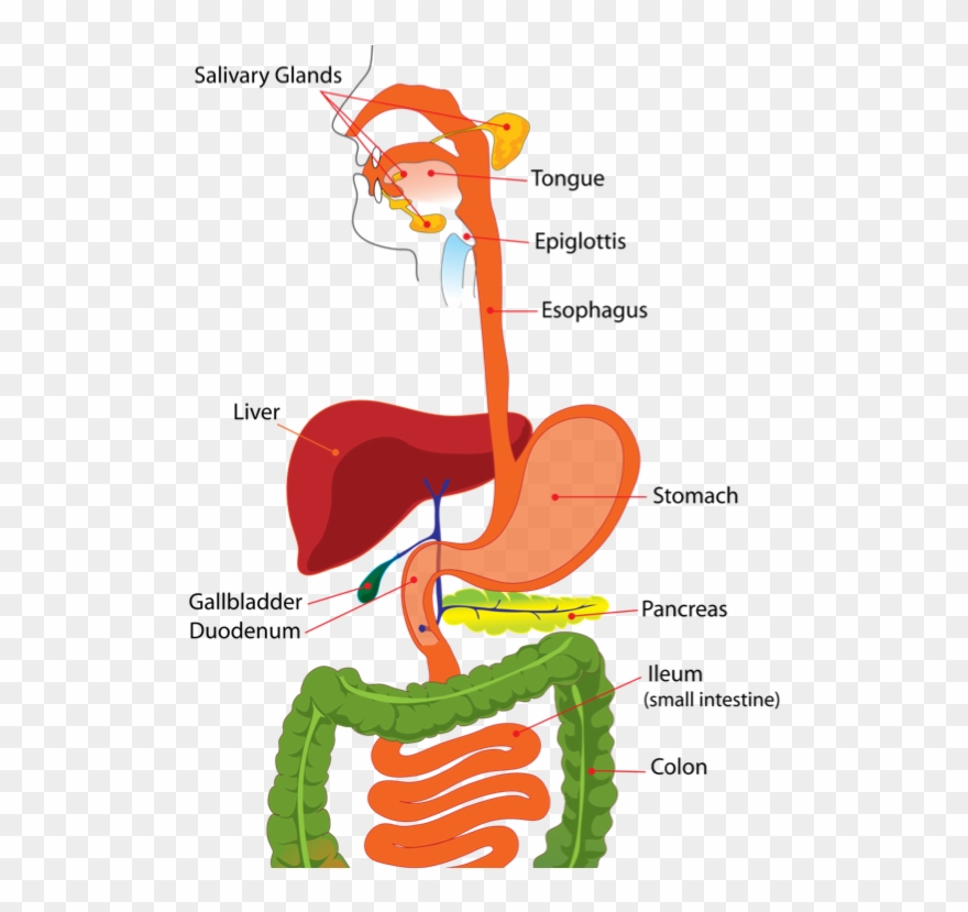Next I Entered Another Long Tube - Human Digestive System Image In Hindi Clipart
